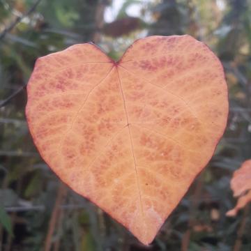 Cercis canadensis 'Merlot'