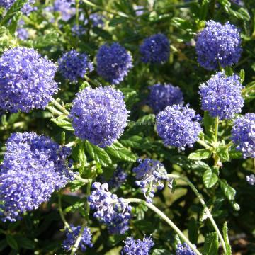 Ceanothus 'Concha'