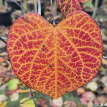 Cercis canadensis 'Ruby Falls'®