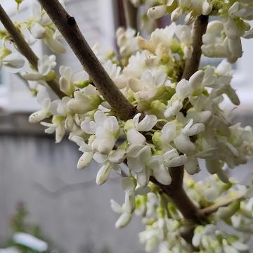 Cercis chinensis 'Shirobana'