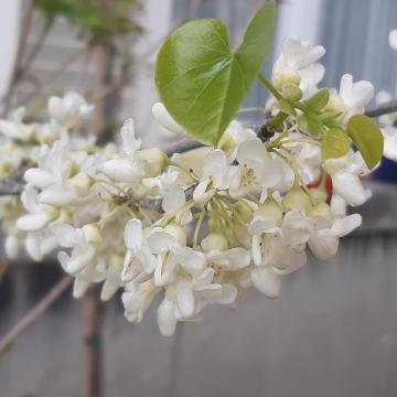 Cercis canadensis 'Texas White'