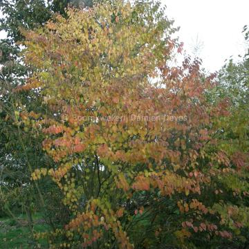 Cercidiphyllum japonicum 'Heronswood Globe'