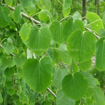 Cercidiphyllum japonicum 'Pendulum'