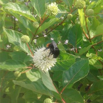 Cephalanthus occidentalis