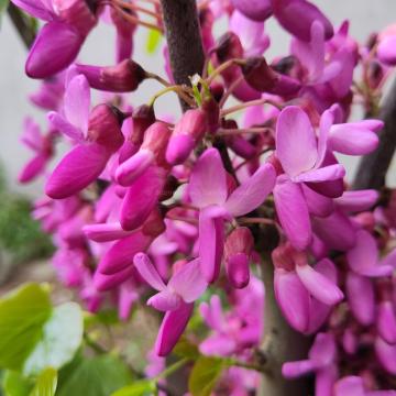 Cercis siliquastrum 'Bodnant'