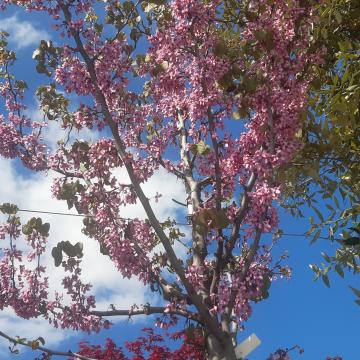 Cercis siliquastrum