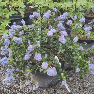 Ceanothus thyrsiflorus var repens