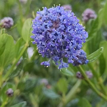 Ceanothus thyrsiflorus 'Skylark'