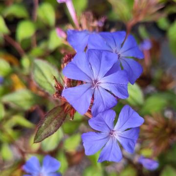 Ceratostigma willmottianum