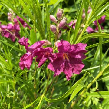 Chilopsis linearis 'Burgundy'