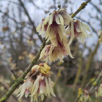 Chimonanthus praecox