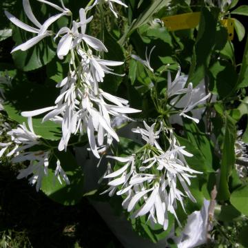 Chionanthus retusus