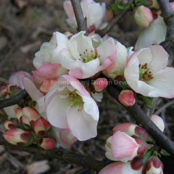 Chaenomeles speciosa 'Moerloosei'