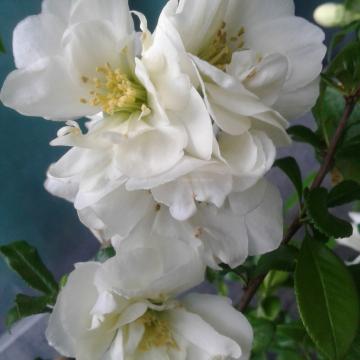 Chaenomeles speciosa 'Yukigoten'