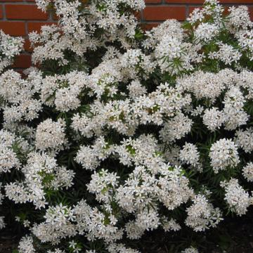 Choisya ternata 'White Dazzler' ®