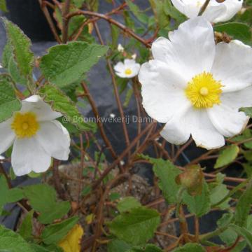 Cistus corbariensis (x)