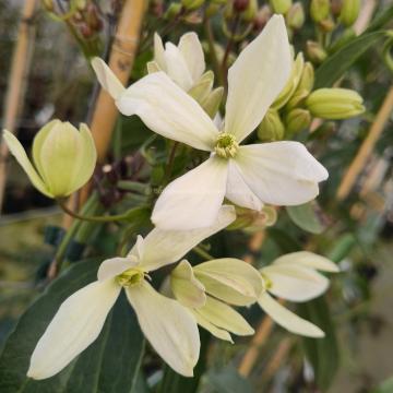 Clematis armandii