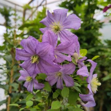 Clematis viticella 'Prince Charles'