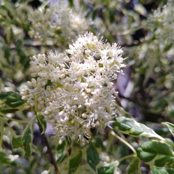 Cornus alternifolia 'Argentea'