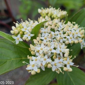 Cornus alba 'Baton Rouge'