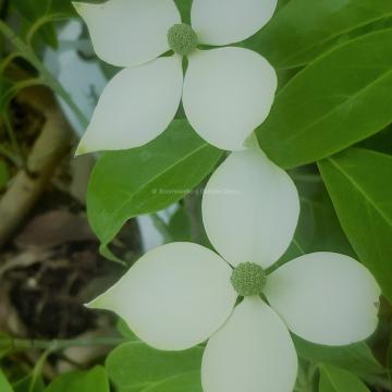 Cornus angustata 'Empress of China'® (='Elsbry')