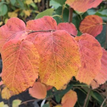 Corylus americana