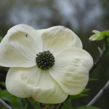 Cornus 'Ascona'