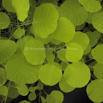 Cotinus coggygria 'Golden Spirit'