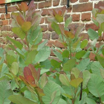 Cotinus coggygria 'Old Fashioned'