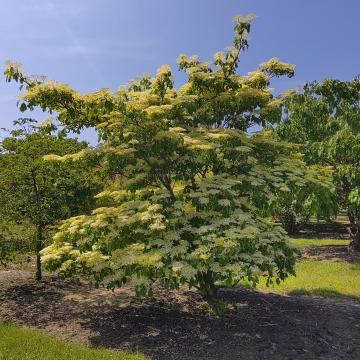 Cornus controversa