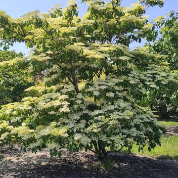 Cornus controversa