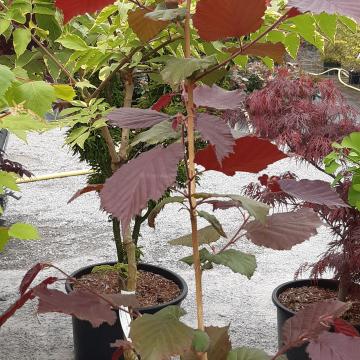 Corylus colurna 'Te-Terra Red'