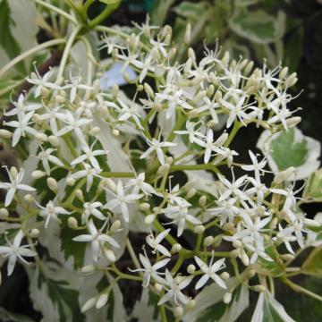 Cornus controversa 'Variegata'