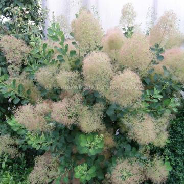 Cotinus coggygria 'Young Lady' PBR