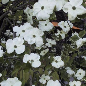 Cornus 'Eddie's White Wonder'