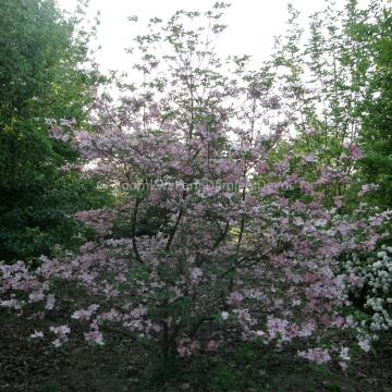 Cornus florida 'Cherokee Chief'