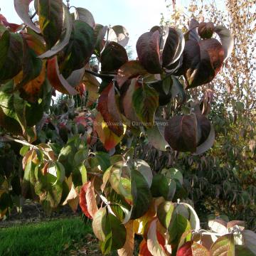 Cornus florida 'Cloud Nine'