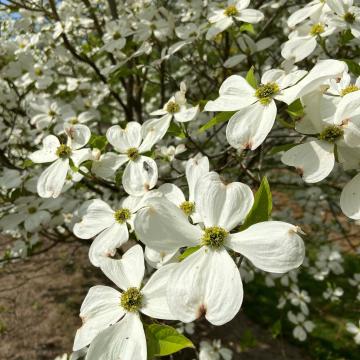 Cornus florida 'Cherokee Princess'