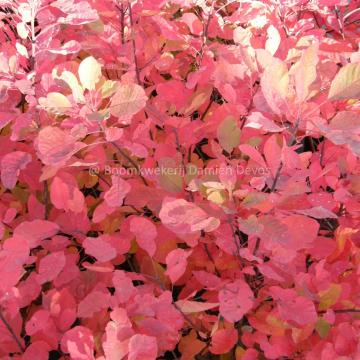 Cotinus 'Flame'