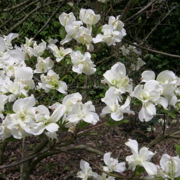 Cornus florida 'Pluribracteata'