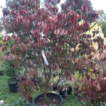 Cornus florida 'Rainbow'