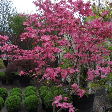 Cornus florida f. rubra