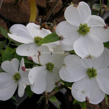 Cornus florida 'White Cloud'