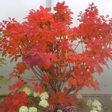 Cotinus 'Grace'