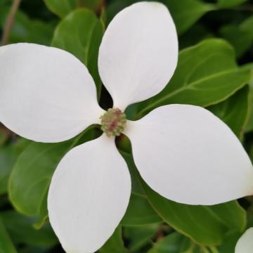 Cornus hongkongensis