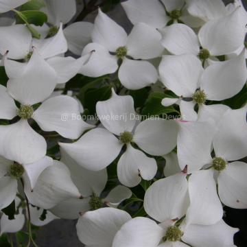 Cornus kousa 'Big Apple'