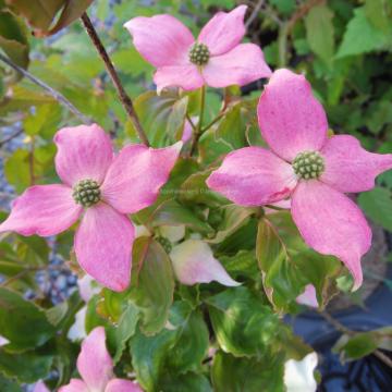 Cornus kousa 'Beni-Fuji'