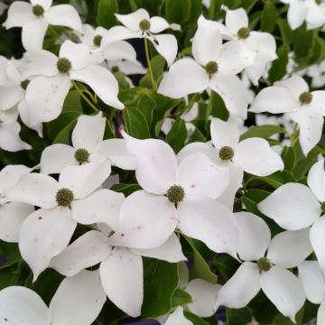 Cornus kousa 'Bultinck's Giant Flower'