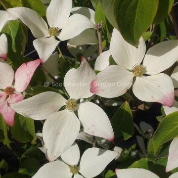 Cornus kousa 'Blue Shadow'