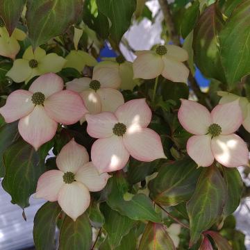 Cornus kousa 'Cappucino'